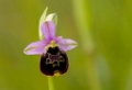 Hommelorchis 2013 -03